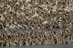 David Plant Photography - Wildlife Photography - Knot - W